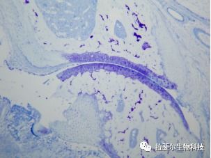 初识 生物组织病理室 四 浅谈特殊染色